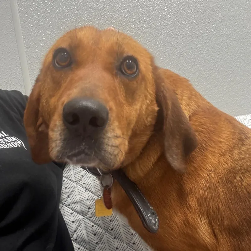 Lavender thumbnail 3