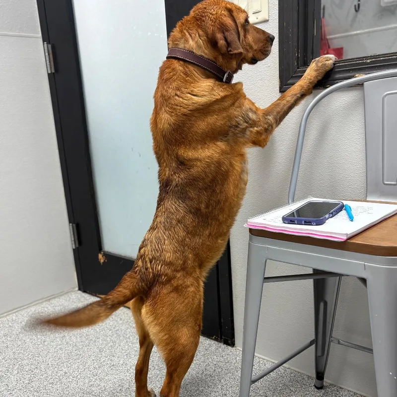 Lavender thumbnail 4