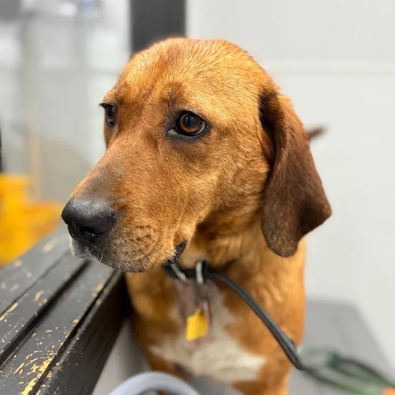An adult medium-sized female Red / Chestnut / Orange Hound dog named Lavender for adoption in Monticello, IA