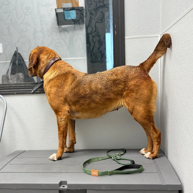 Lavender thumbnail 6