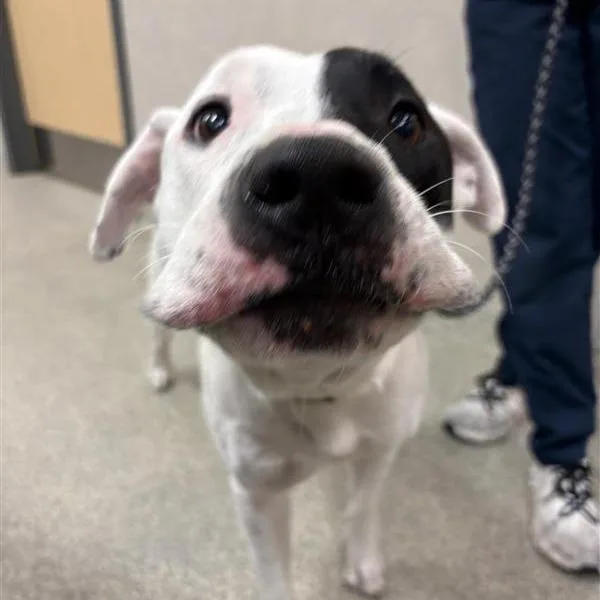 An adult large-sized male White / Cream Mixed Breed dog named Freddie for adoption in Jacksonville, FL