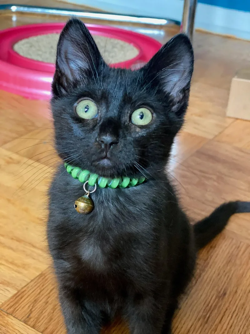 Elvis