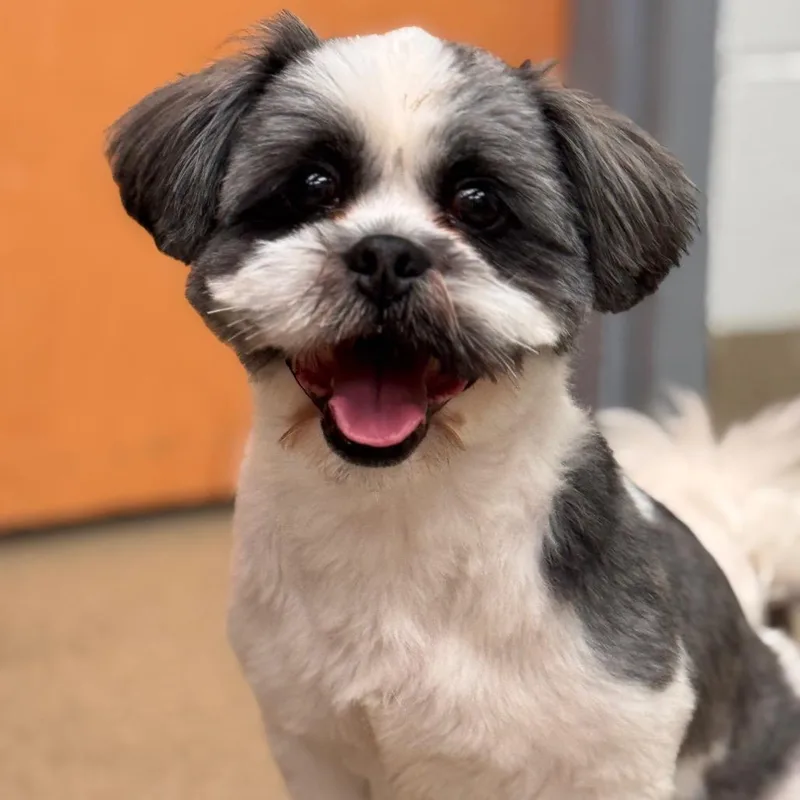 An adult small-sized male White / Cream Shih Tzu dog named Peluche for adoption in Birdsboro, PA