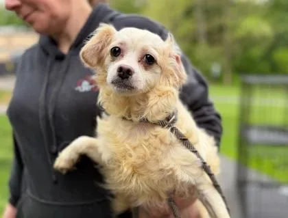 An adult small-sized female Mixed Breed dog named Kerria for adoption in West Chester, PA