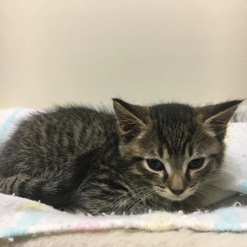 A baby small-sized male Brown / Chocolate Domestic Short Hair cat named Lemonade for adoption in Middlebury, VT