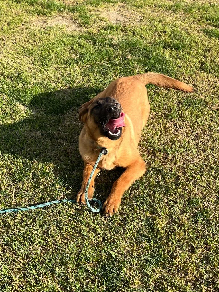 A young medium-sized female Belgian Shepherd / Malinois dog named Lexi for adoption in McFarland, CA