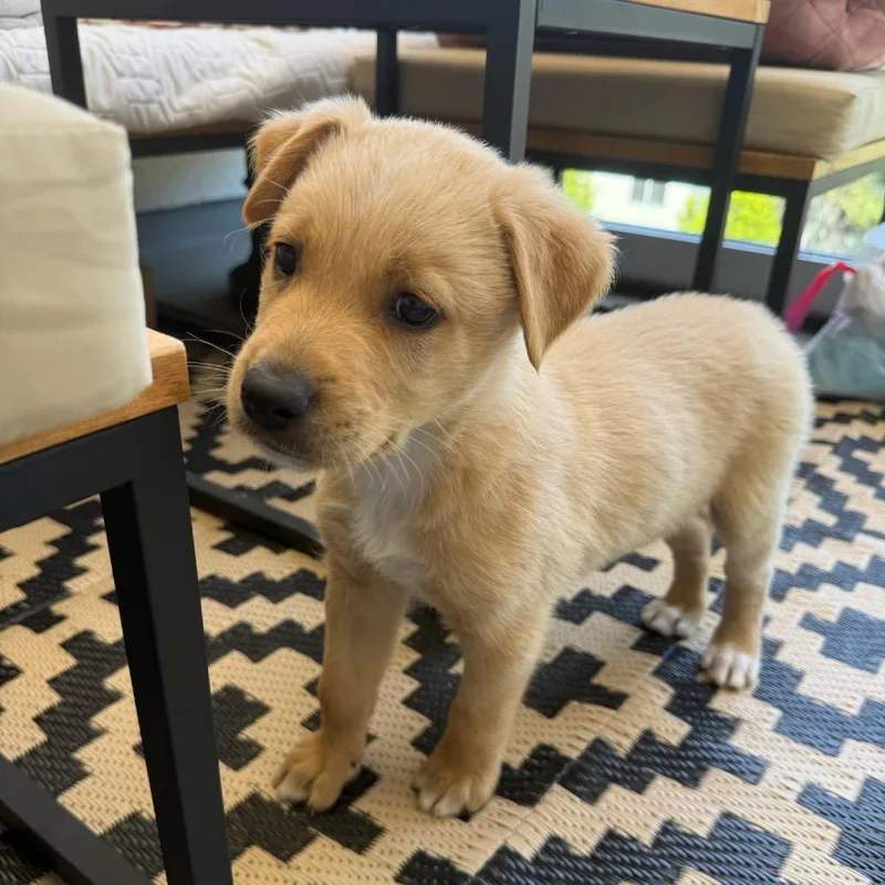 A baby small-sized male Yellow / Tan / Blond / Fawn Retriever dog named Nigel for adoption in North Hollywood, CA