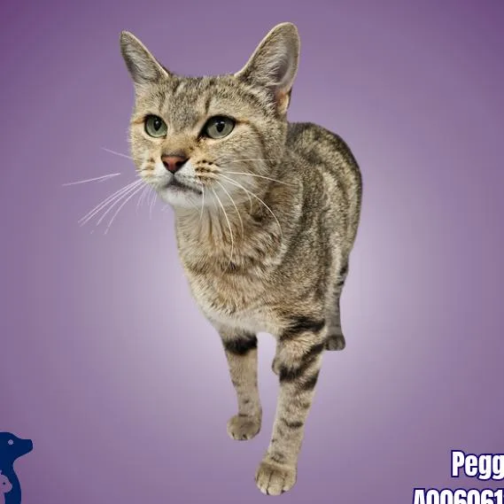 A young small-sized female Brown / Chocolate Domestic Short Hair cat named Narnia for adoption in Austin, TX