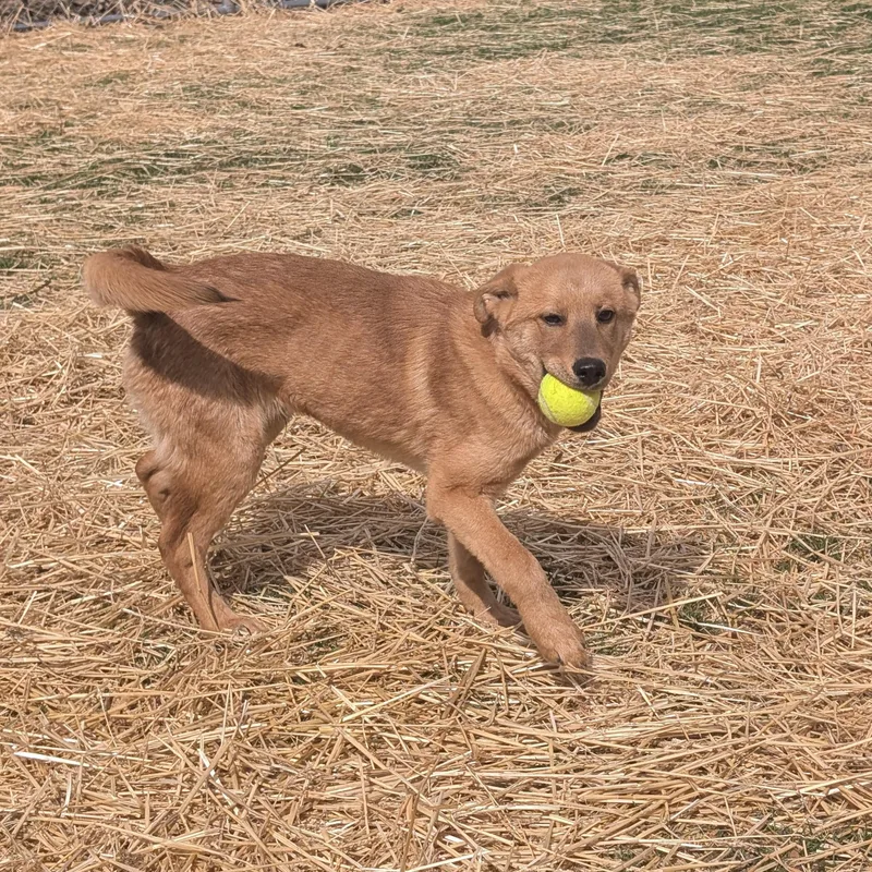 Michelangelo Aka Mikey thumbnail 2