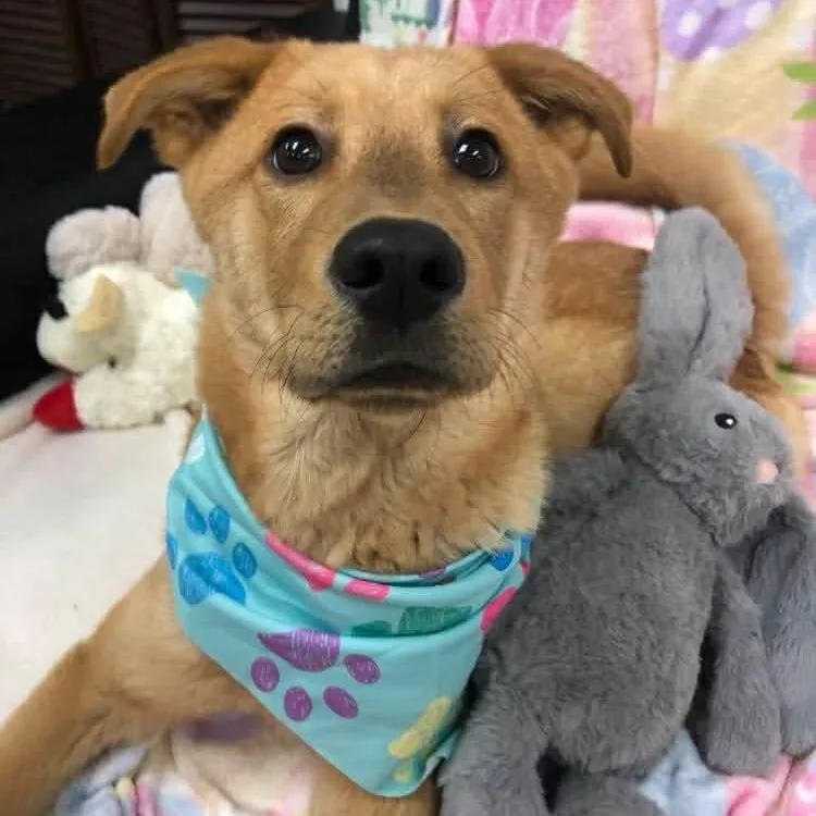An adult large-sized male Golden Labrador Retriever dog named Michelangelo Aka Mikey for adoption in Archbold , OH