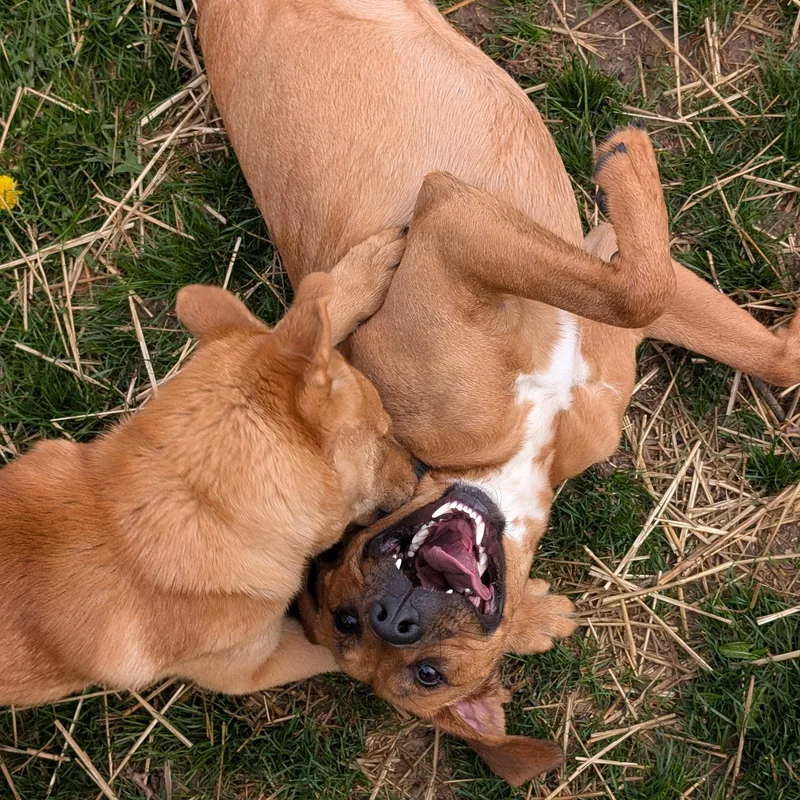 Michelangelo Aka Mikey thumbnail 4