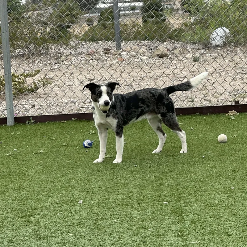 An adult medium-sized male Australian Cattle Dog / Blue Heeler dog named Rooster for adoption in Truth or Consequences , NM