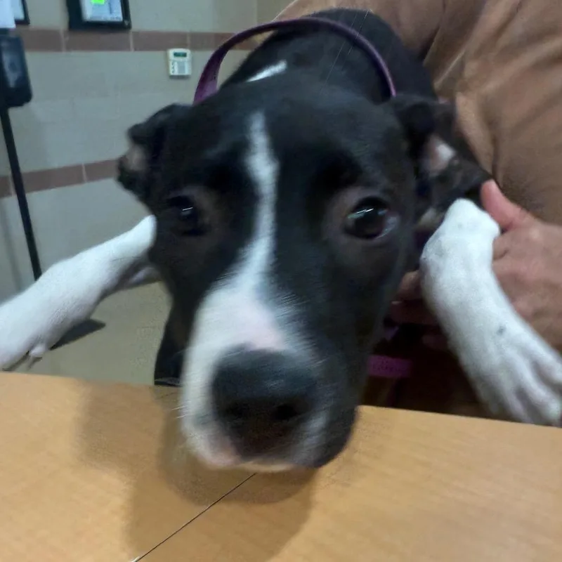 A baby medium-sized male Black Mixed Breed dog named Archie for adoption in Winston-Salem, NC