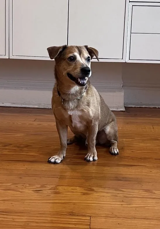 An adult medium-sized male Dachshund dog named Jeremy for adoption in New York, NY