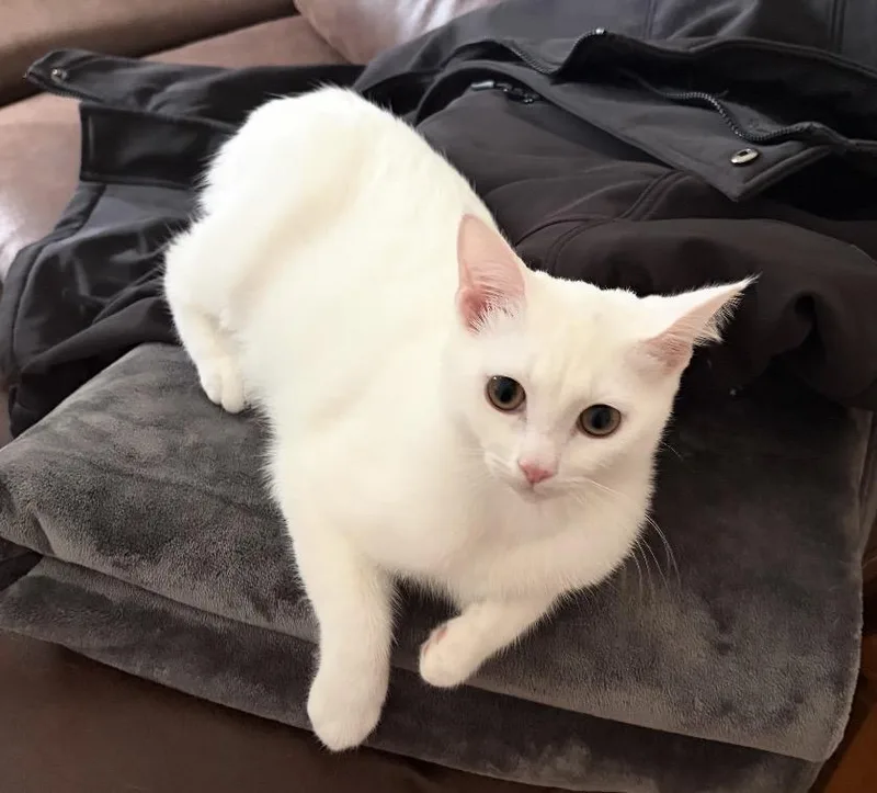 A baby small-sized male White Domestic Short Hair cat named Mikey for adoption in Staten Island, NY