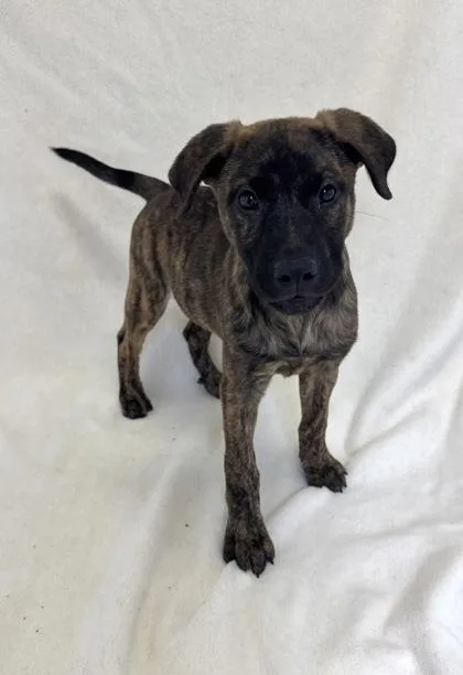A young large-sized female American Bully dog named Dumpling for adoption in Buffalo, MN