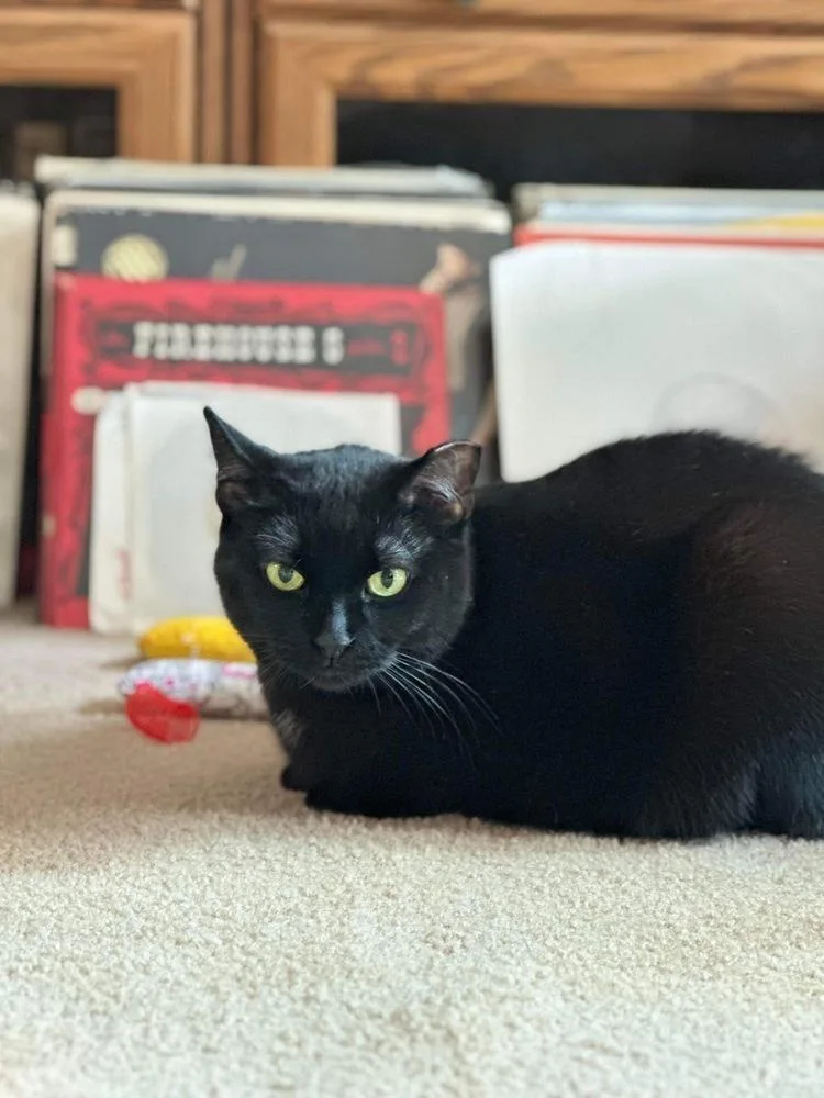 An adult medium-sized female Black Domestic Short Hair cat named Sushi for adoption in Chicago, IL