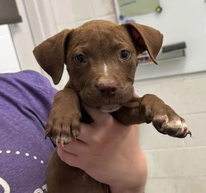 A baby small-sized female Brown / Chocolate Pit Bull Terrier dog named Peppermint Patty for adoption in Kansas City, MO