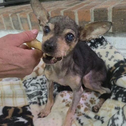 A senior small-sized female Chihuahua dog named Angel for adoption in Kirksville, MO
