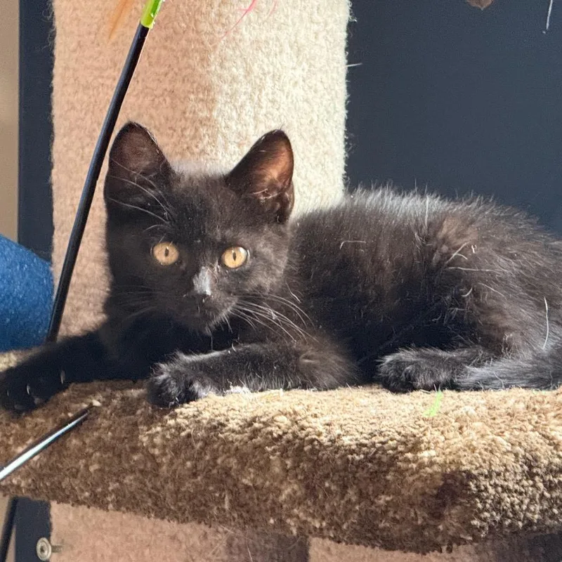 Binx