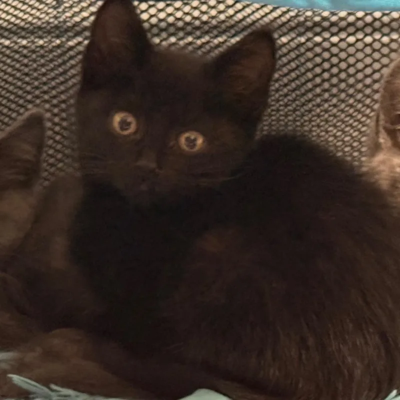 Binx thumbnail 2