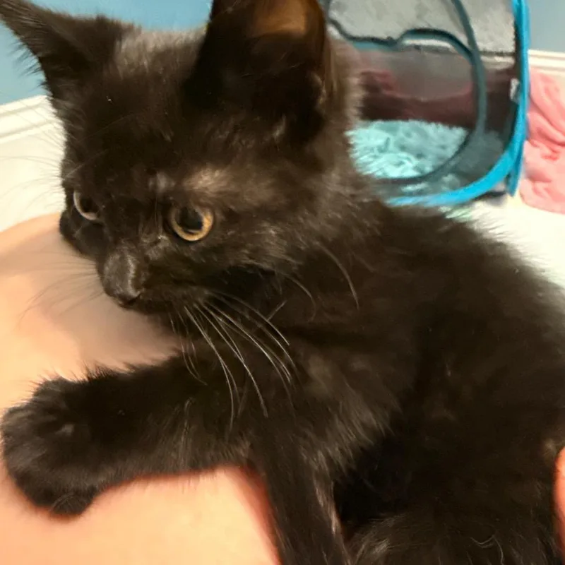 Binx thumbnail 3