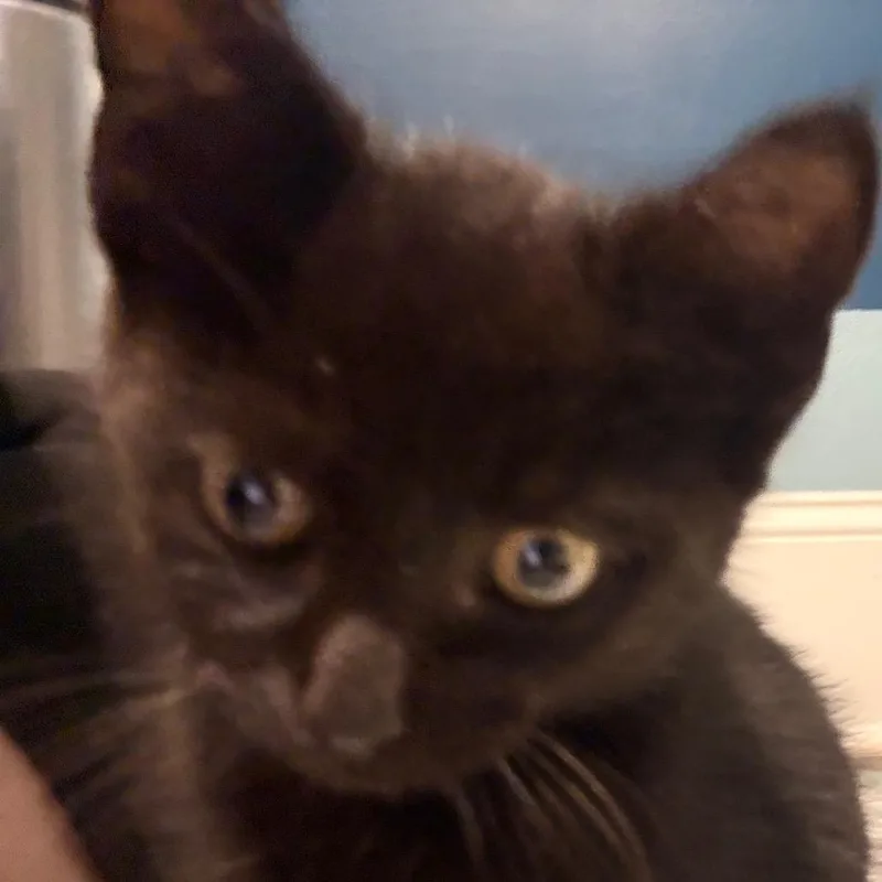 Binx thumbnail 4