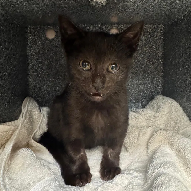 A baby small-sized female Black Domestic Short Hair cat named Lily Munster for adoption in Birdsboro, PA