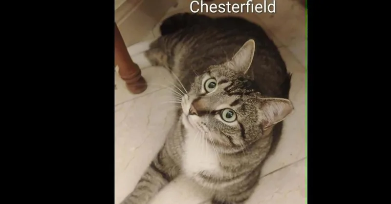 Chesterfield thumbnail 2