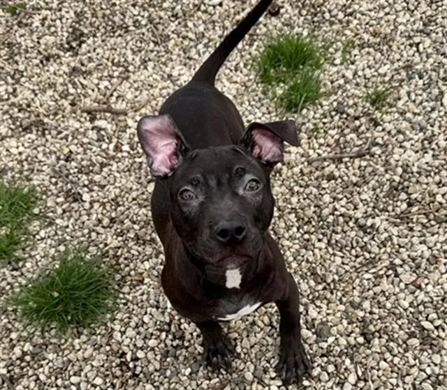 A young medium-sized male Pit Bull Terrier dog named June Bug for adoption in Aurora, IL