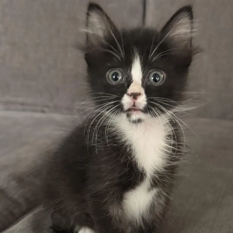 A baby small-sized male Black Domestic Short Hair cat named Ringo for adoption in Houston, TX