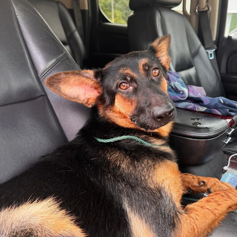 An adult small-sized female Black German Shepherd Dog dog named Omega for adoption in Marion, VA