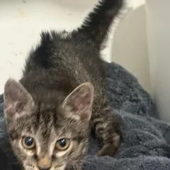 A baby small-sized female Gray / Blue / Silver Domestic Short Hair cat named Annabelle for adoption in Seminole, FL