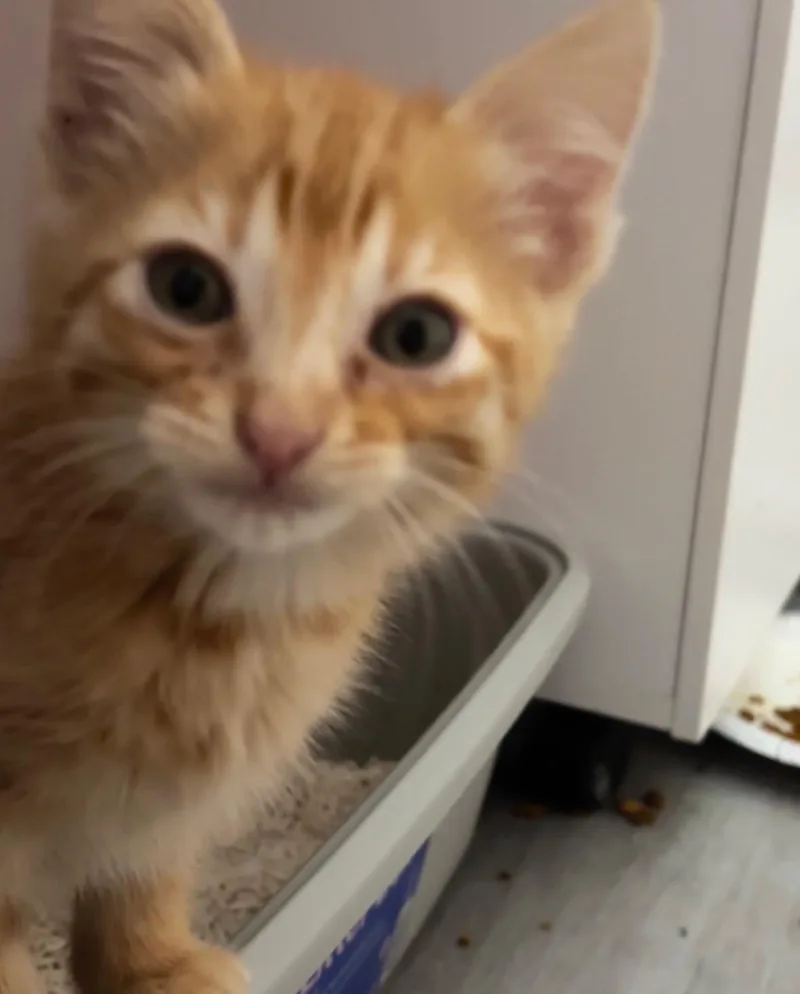 A baby small-sized male Domestic Short Hair cat named Rex for adoption in Long Beach, CA