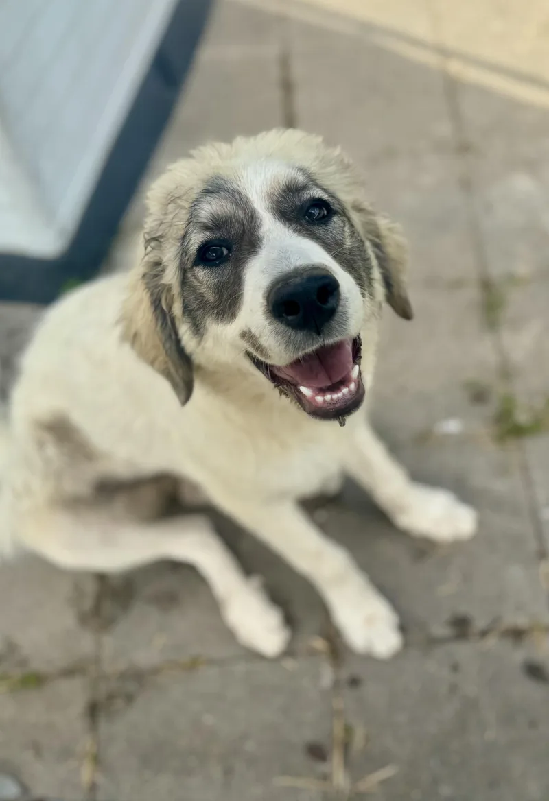 A baby large-sized female White / Cream Great Pyrenees dog named Genevieve for adoption in Washington, MO