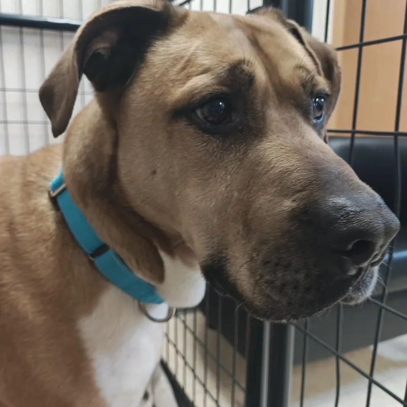A senior large-sized male Yellow / Tan / Blond / Fawn Boxer dog named Brewster for adoption in Salem, NH