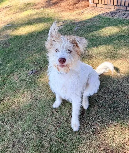 A young medium-sized male White / Cream Wirehaired Terrier dog named Ralph for adoption in Newfoundland, PA
