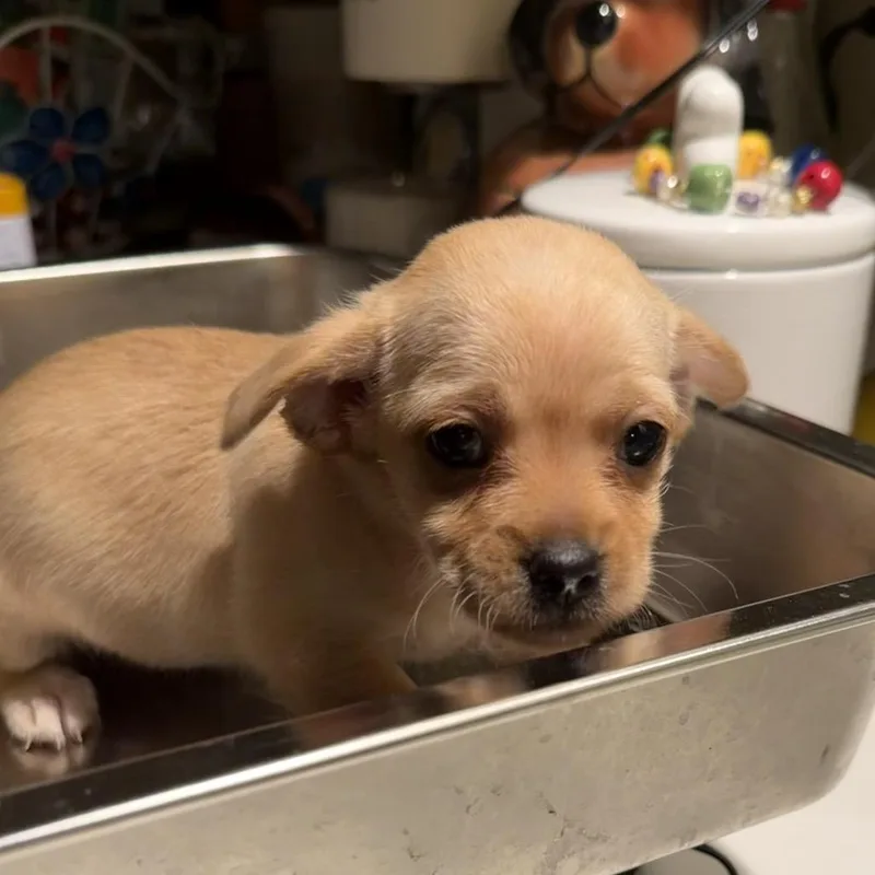 A baby small-sized female White / Cream Terrier dog named Ruby for adoption in Sacramento, CA