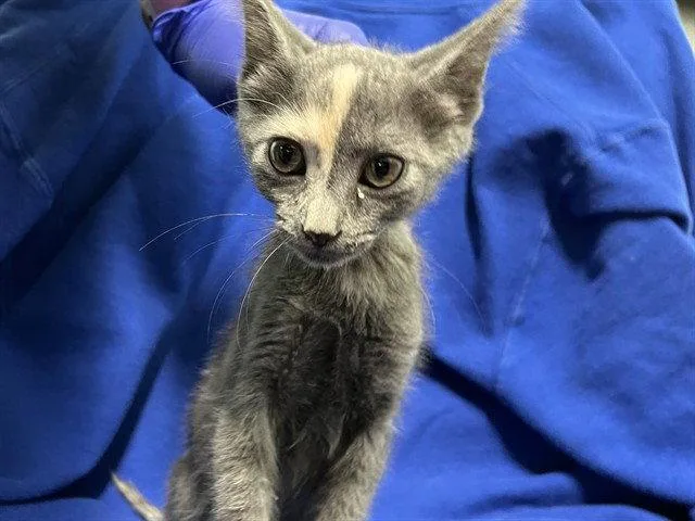 A baby small-sized female Domestic Short Hair cat named Oregon Trail for adoption in Tavares, FL