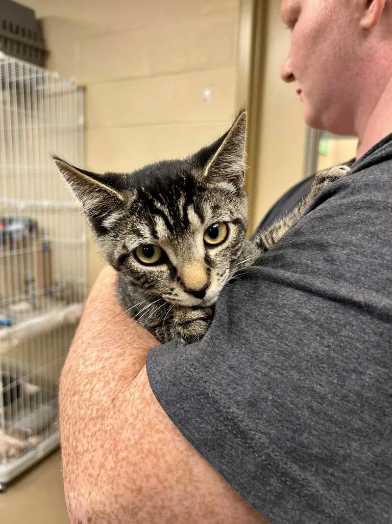 Waddle Dee thumbnail 2