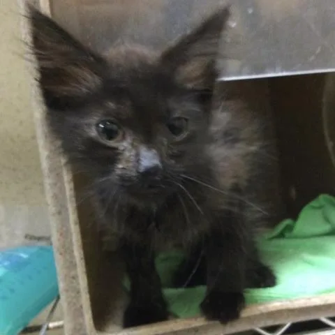 A baby small-sized female Domestic Short Hair cat named Nora for adoption in Riverside, CA