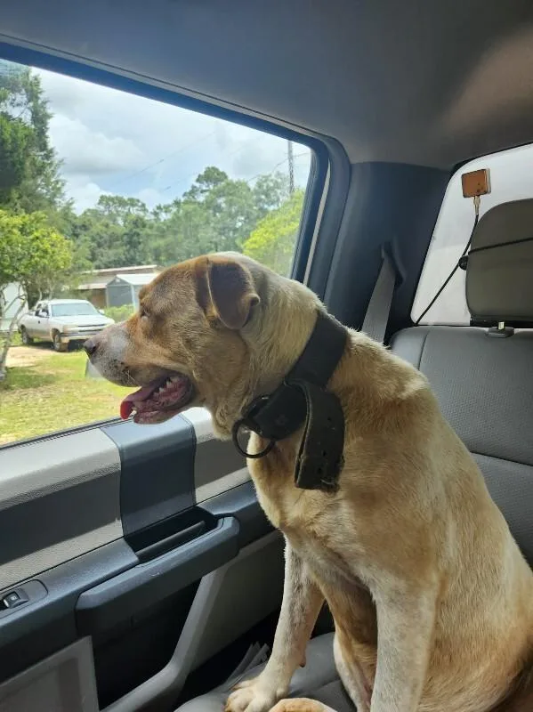 An adult large-sized male Yellow / Tan / Blond / Fawn Mixed Breed dog named Gunther for adoption in Mobile, AL