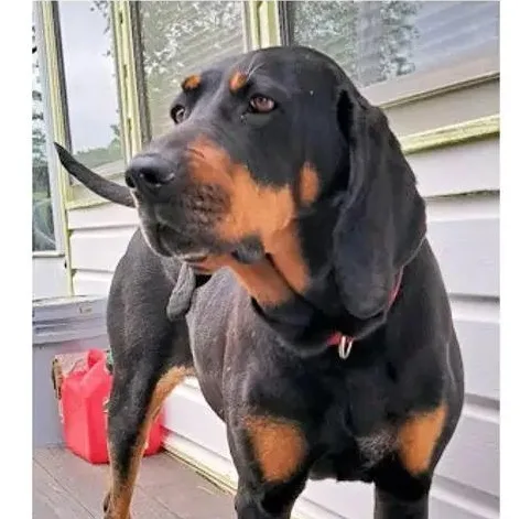 A young large-sized female Black and Tan Coonhound dog named Hope for adoption in Leawood, KS