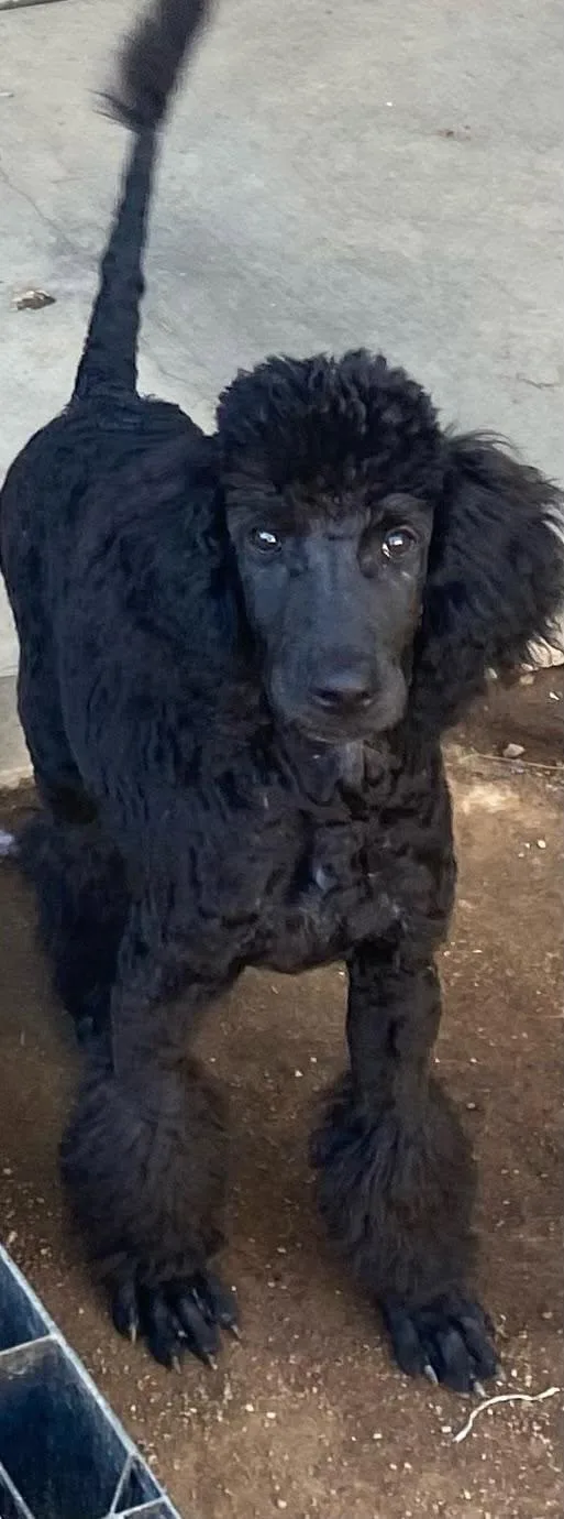 A baby medium-sized male Standard Poodle dog named Fabio for adoption in Los Angeles, CA