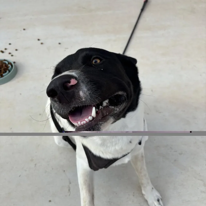 A young large-sized male White / Cream Labrador Retriever dog named Cole for adoption in Floresville, TX