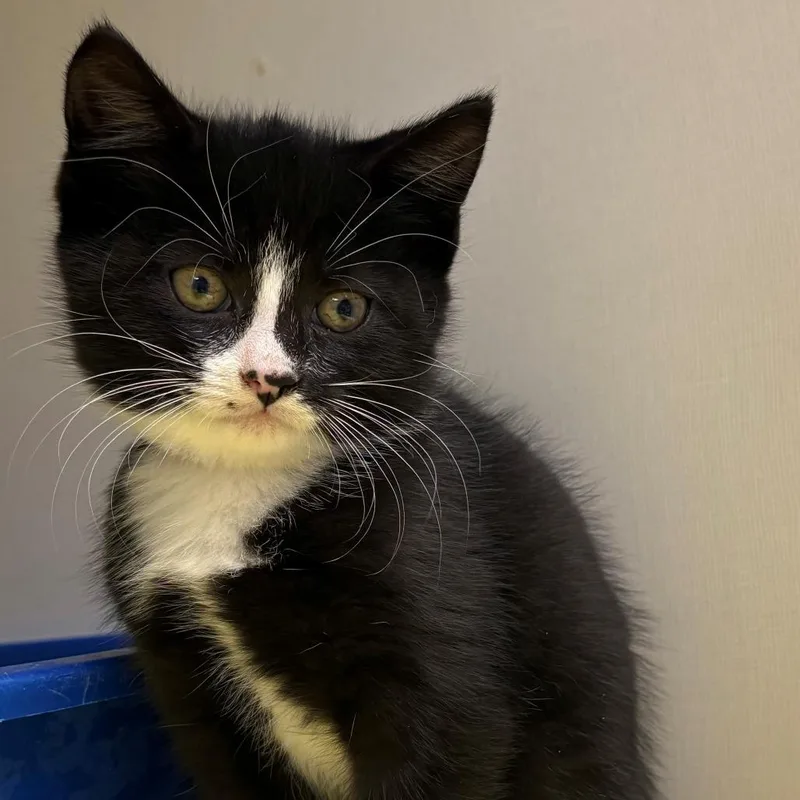 Checkers thumbnail 2