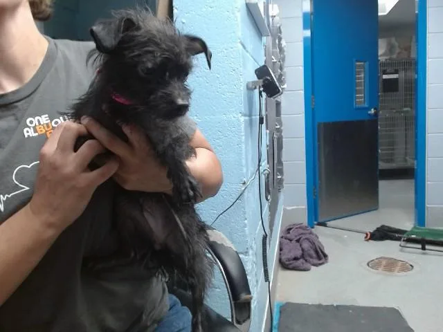A young small-sized female Chihuahua dog named Bread for adoption in Albuquerque, NM