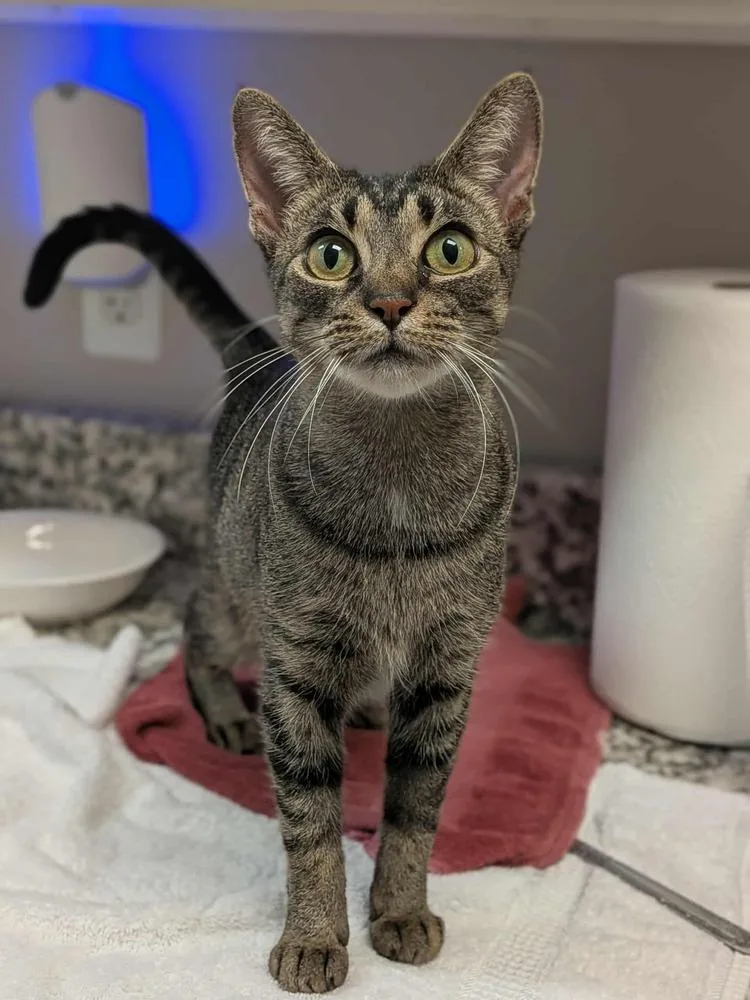 O'reilly thumbnail 2