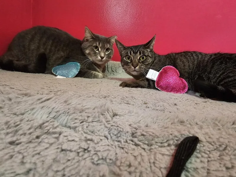 O'reilly thumbnail 3