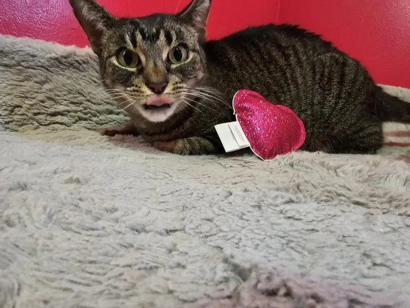 O'reilly thumbnail 4